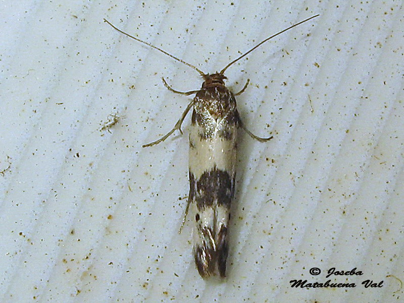 Enolmis acanthella - Scythrididae ? S